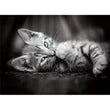 CLEMENTONI 1000PC - KITTY