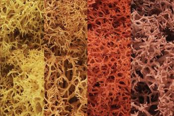 Lichen - Autumn Mix (1.5qt) By WOODLAND SCENICS