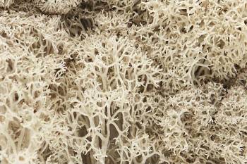 Lichen - Natural (1.5qt) By WOODLAND SCENICS
