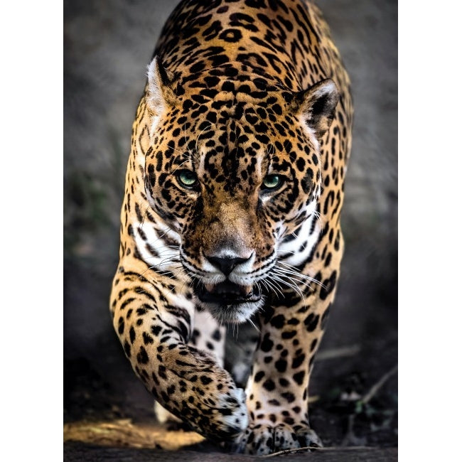 CLEMENTONI 1000pc - WALK OF THE JAGUAR