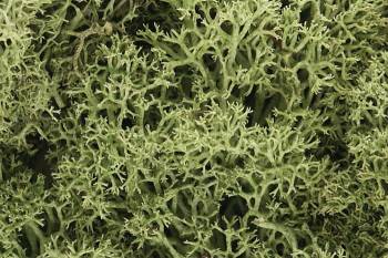 Lichen - Spring Green (1.5qt) By WOODLAND SCENICS
